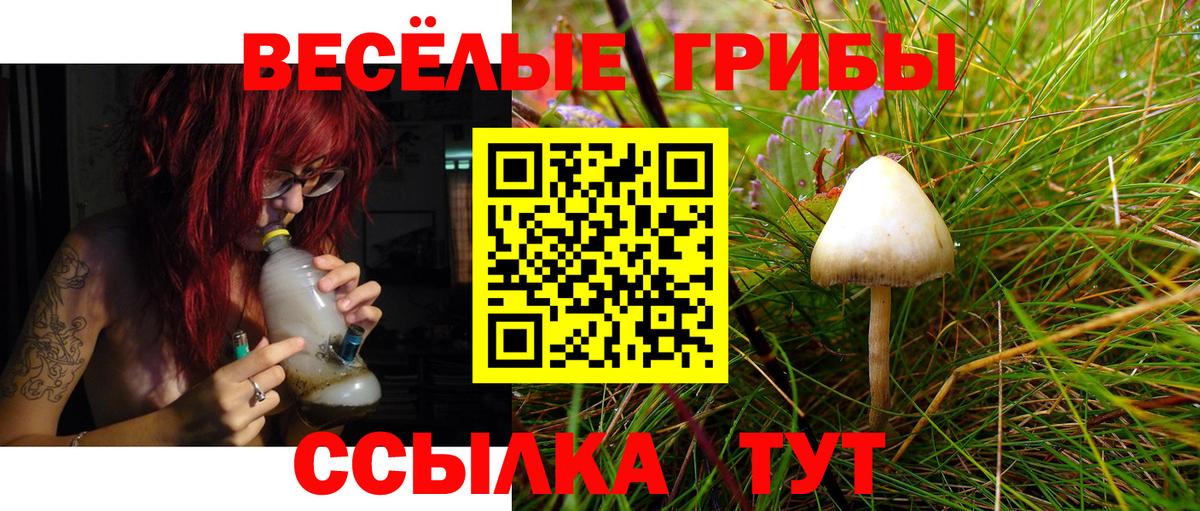 Галлюциногенные грибы Psilocybine cubensis Кострома